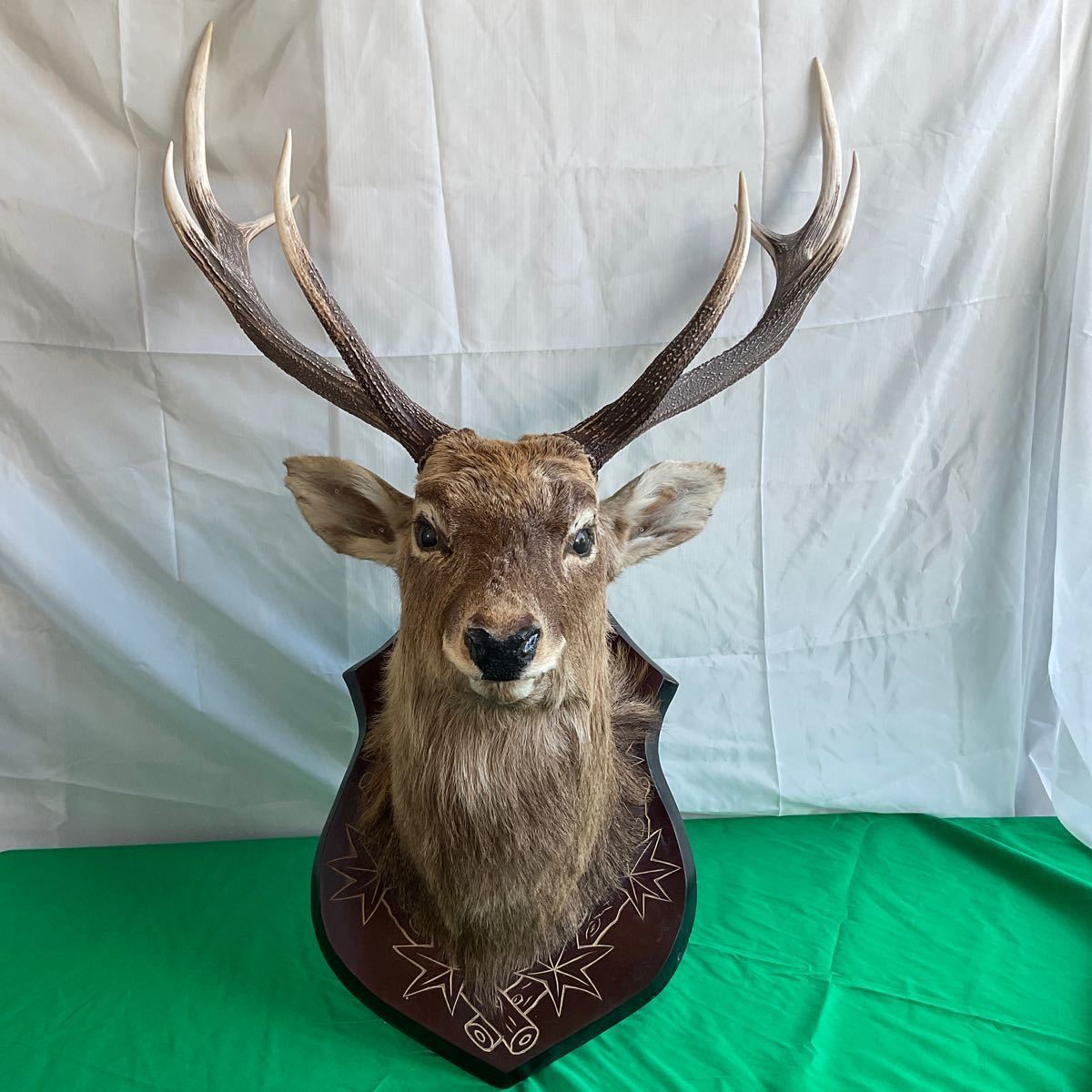 鹿のツノ エゾシカのツノ 蝦夷鹿の角 エゾシカのツノ しかの角 13本