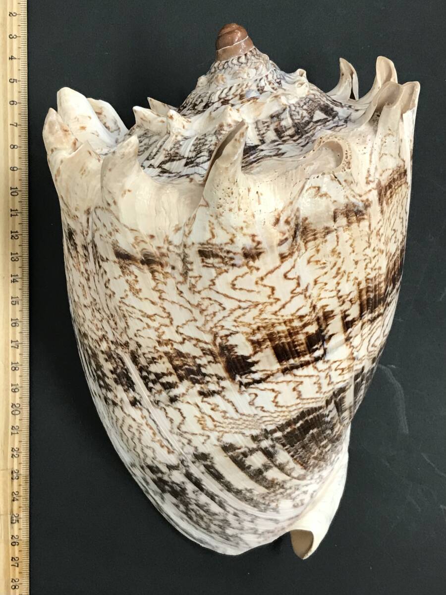 貝殻 標本 ミヒカリコウロギ ミヒカリコオロギボラ | 貝の図鑑 貝殻