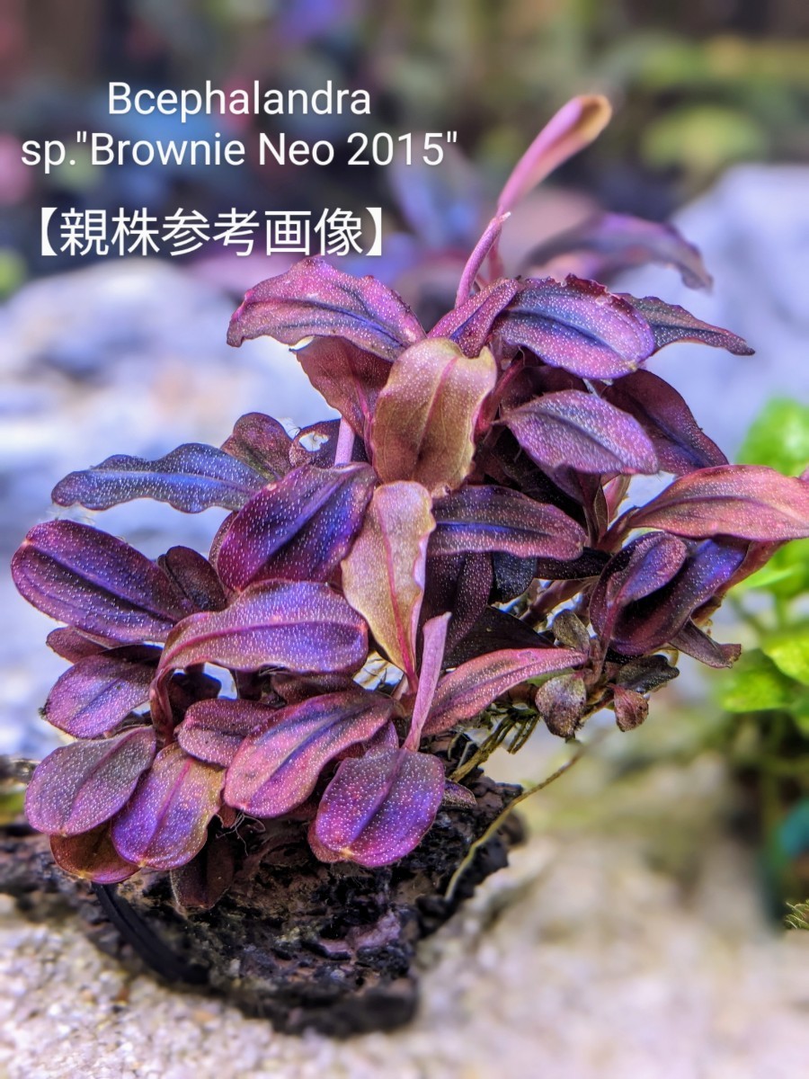 ブセファランドラsp Brownie Neo 2015 群生株 完全水中葉 №9｜Yahoo