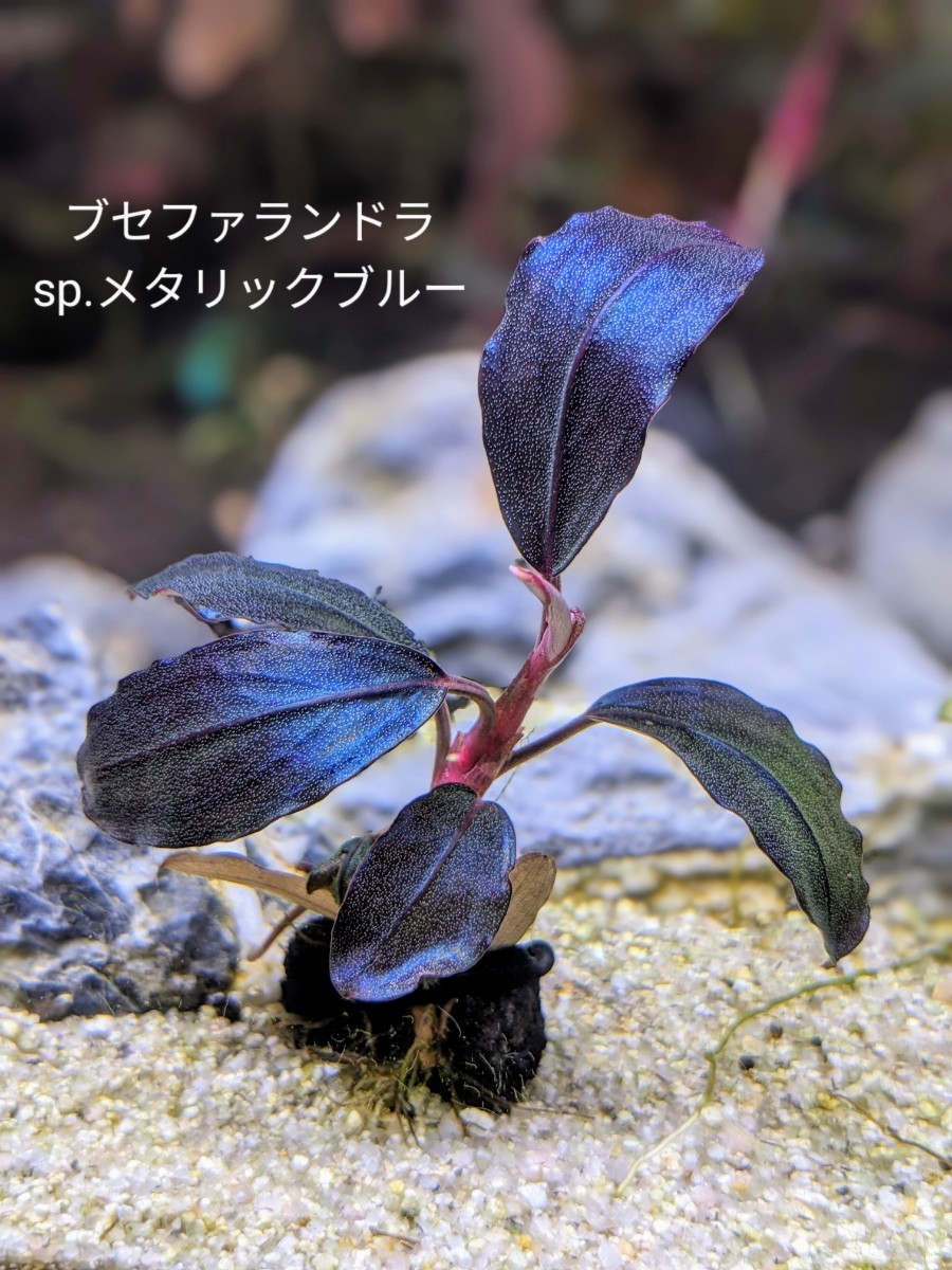 ブセファランドラsp. 購入 メタリックブルー 完全水中葉