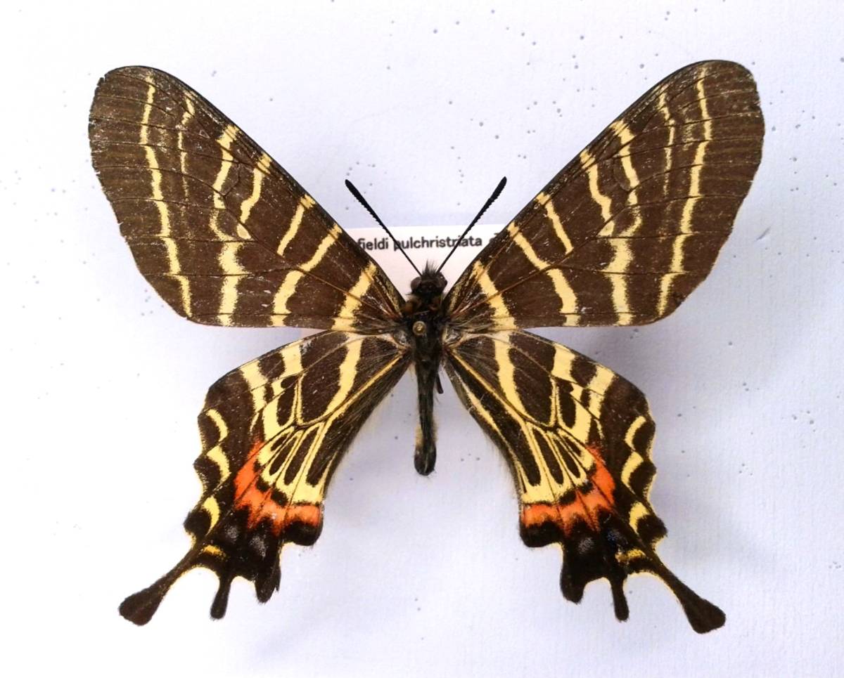 外国産蝶標本】シボリアゲハ♂/タイ.チェンダオ産/96mm