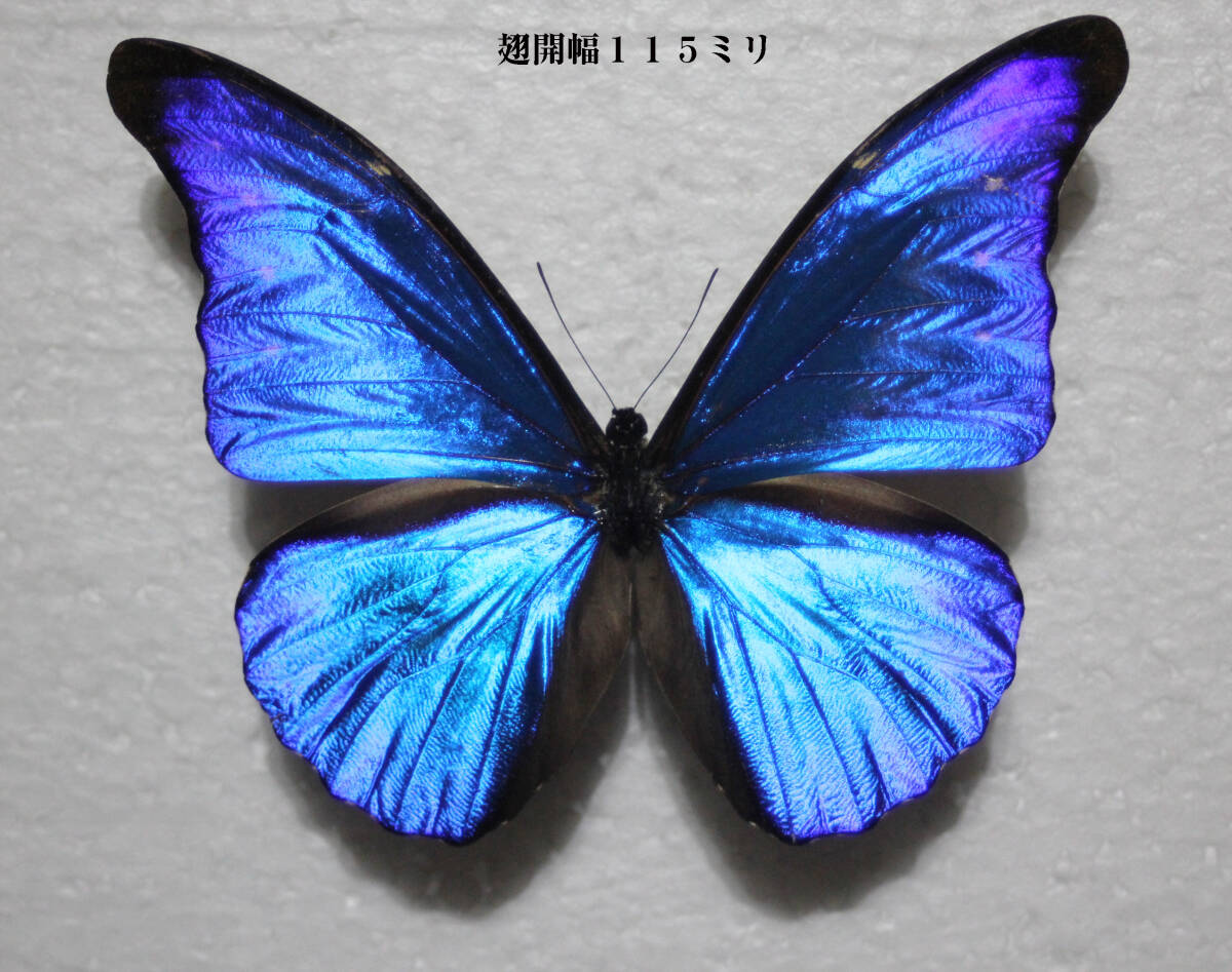 Yahoo!オークション - 蝶標本 レテノールモルフォ（mariajosinae亜種♂