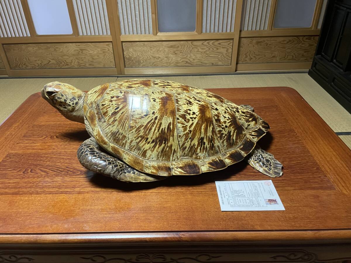 タイマイ剥製 べっ甲 鼈甲 ベッコウ 海ガメ 海亀 ショップ 剥製 希少品