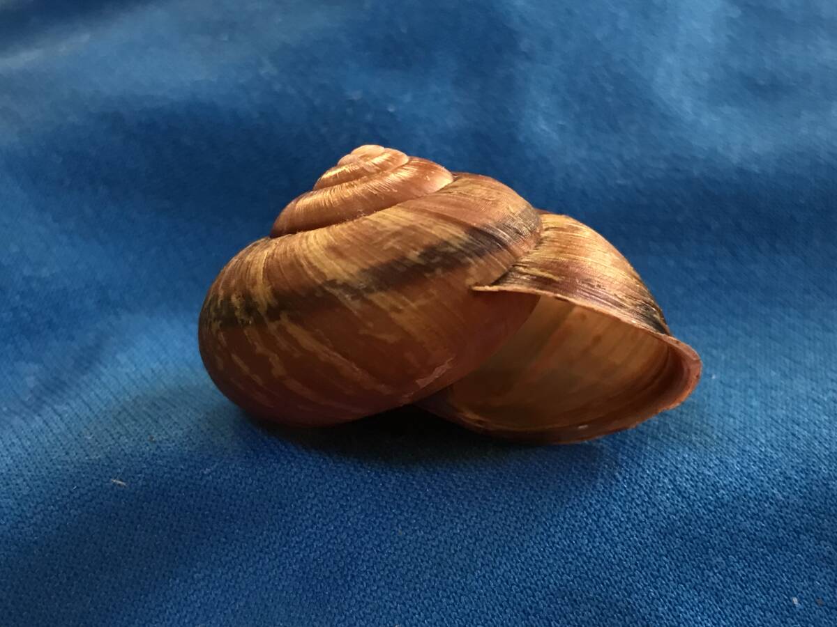 貝標本「クロイワマイマイ」 ☆貝☆貝殻☆標本☆ クロイワヒダリマキ
