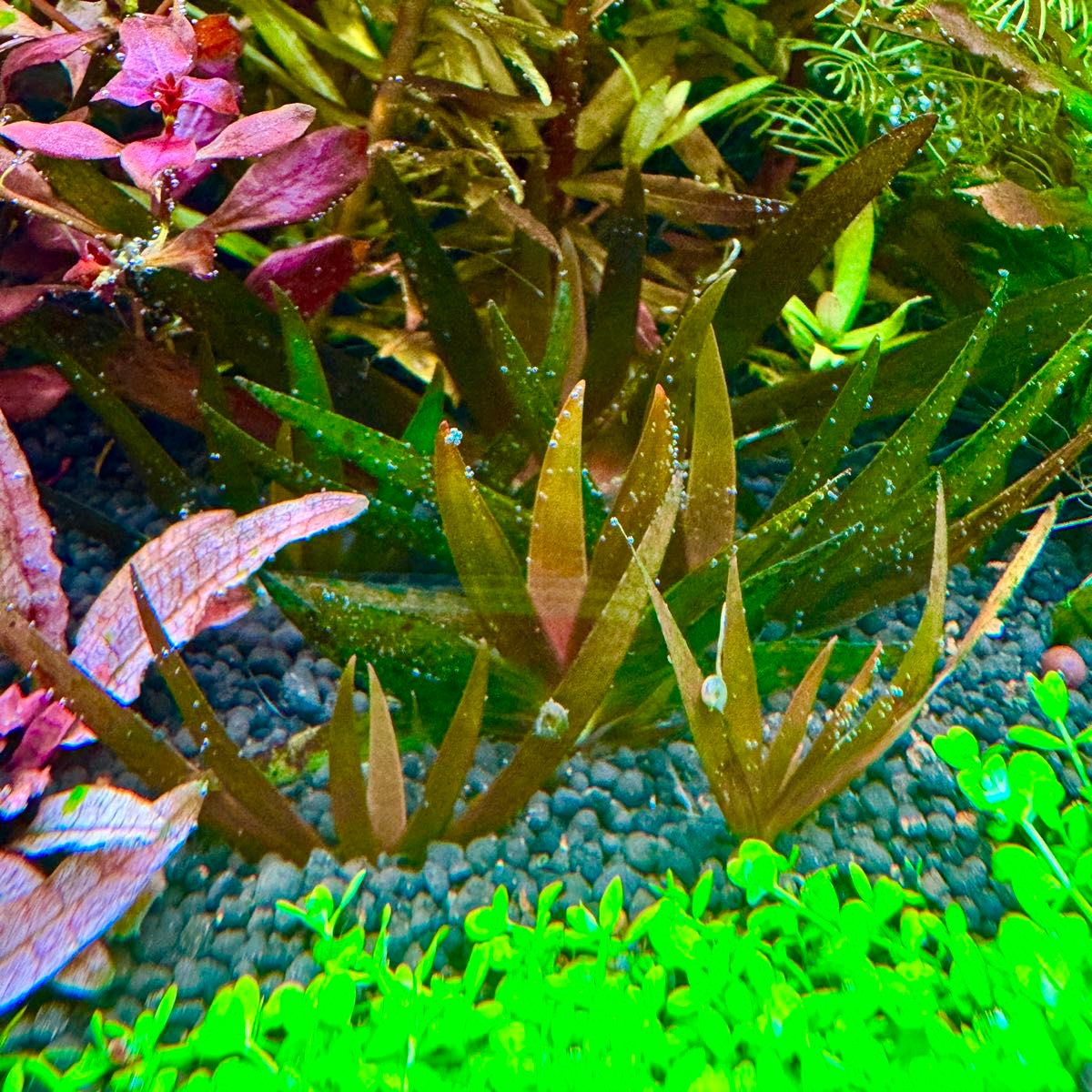 超希少水草】Xyris sp red キシリス 1株｜Yahoo!フリマ（旧PayPayフリマ）
