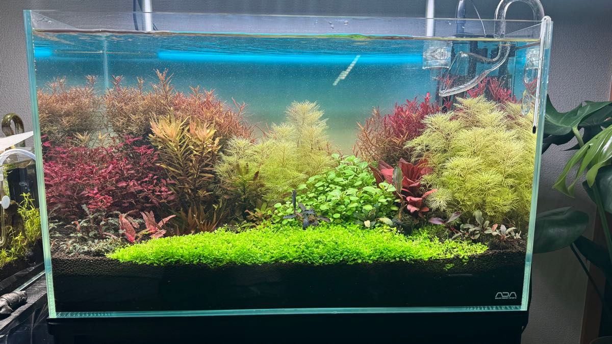 超希少水草】Xyris sp red キシリス 1株｜Yahoo!フリマ（旧PayPayフリマ）