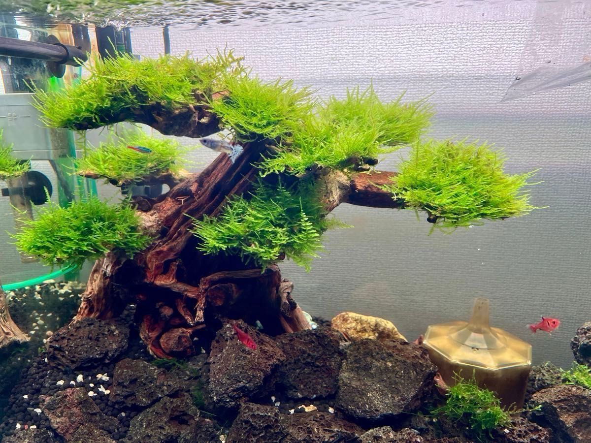 南米ウィローモス活着アヌビアスキリンミニ付き合体流木 11cm 流木盆栽