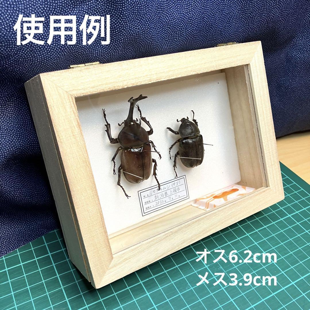 クワガタ カブトムシ 標本 本物 昆虫クワガタ、カブトムシ標本 昆虫