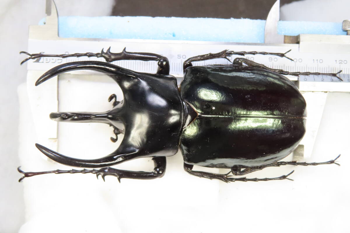 Yahoo!オークション - 【虫研】短角型・貴重 極太マレーコーカサス104