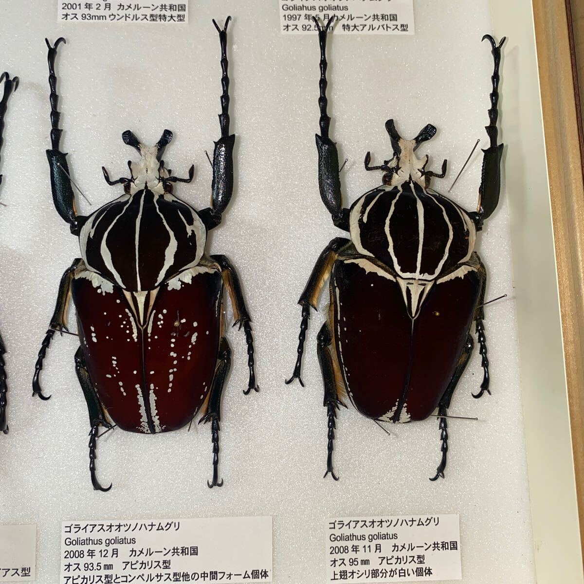 ゴライアスカシクス 71.8㎜ 標本 ラベル付 オオツノハナムグリYahoo