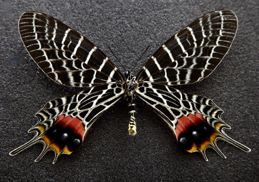 外国産蝶標本シナカラスアゲハ⁄雲南省産⁄86mm □外国産