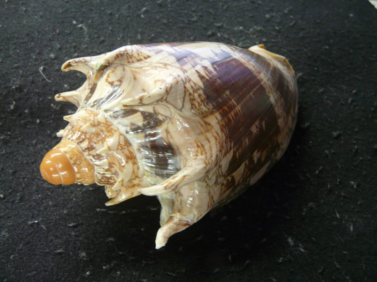 Yahoo!オークション - 貝殻標本「ミヒカリコオロギボラ（美 ）」