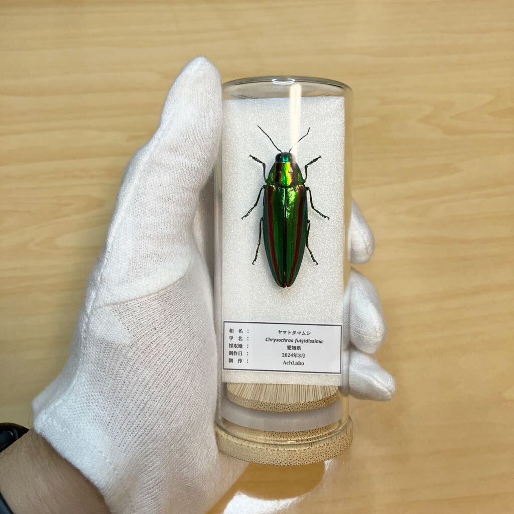 昆虫標本 千葉県産 ヤマトタマムシ 約55匹 4cm以上9匹 上翅