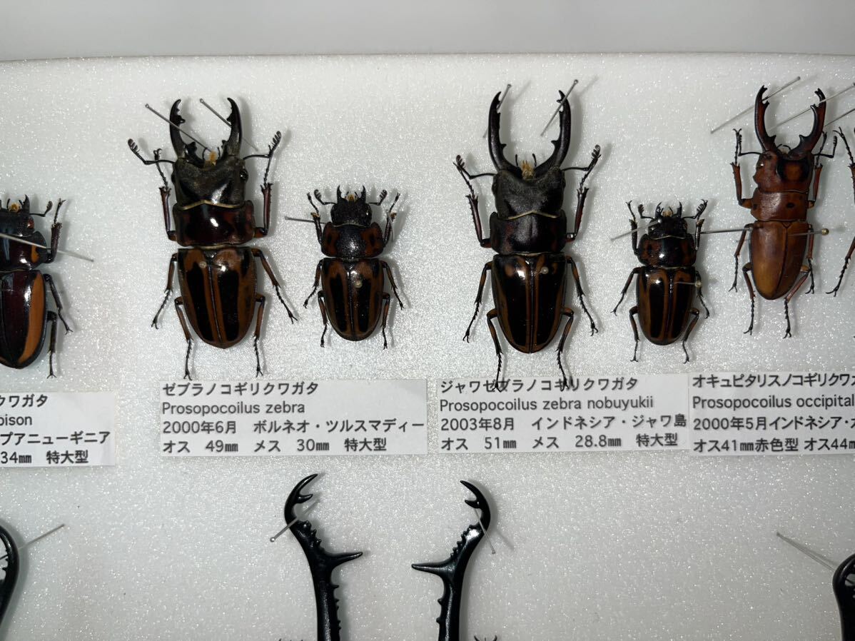 ギラファノコギリクワガタ ニルギリエンシス！標本！ ギラファ