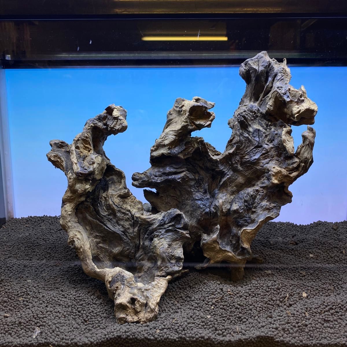 MJW-6768 ジンジャーウッド 1点物 天然流木 アクアリウム