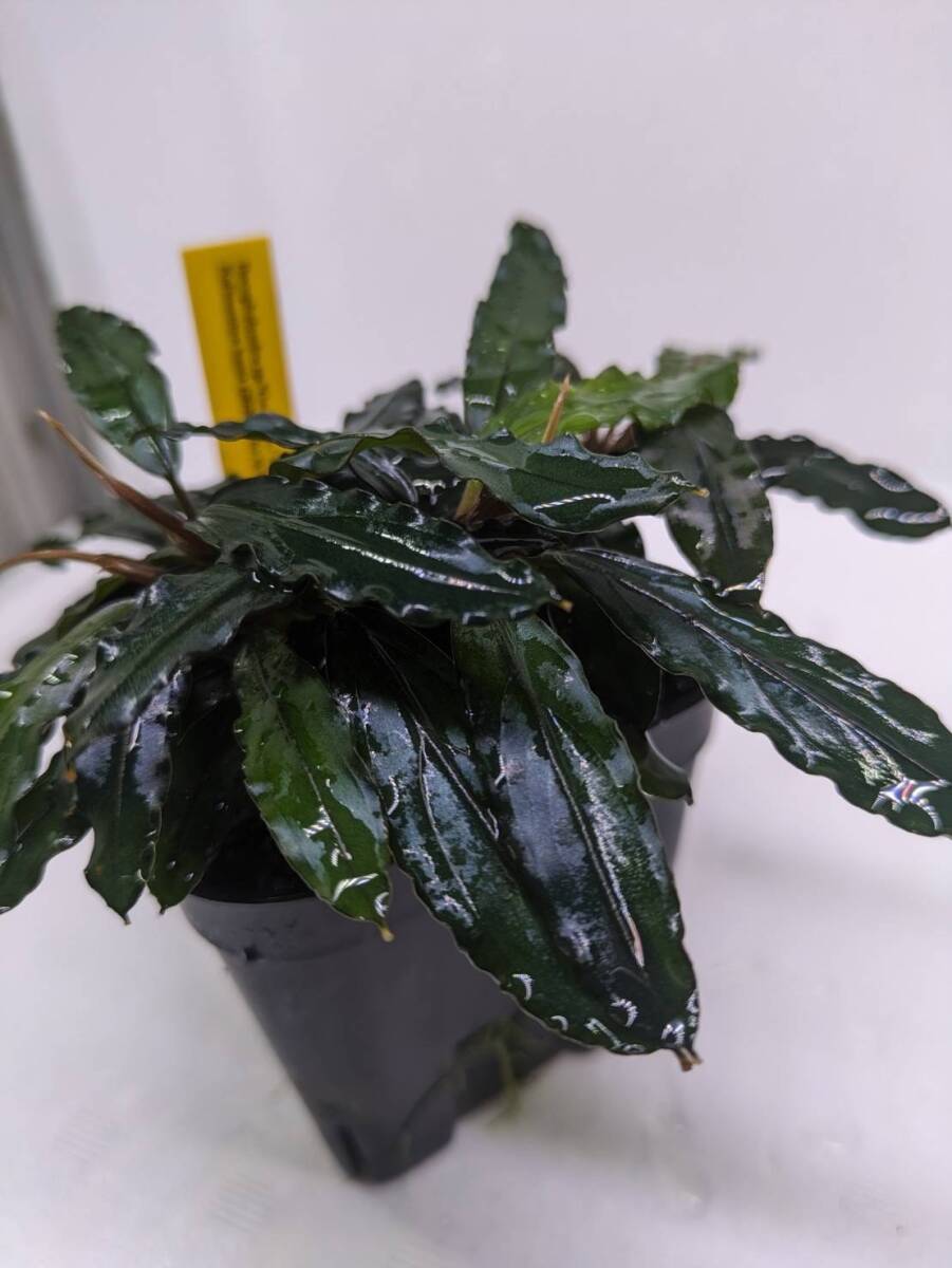 如*月様 ブセファランドラ Bucephalandra keris レアブセ 如*月様