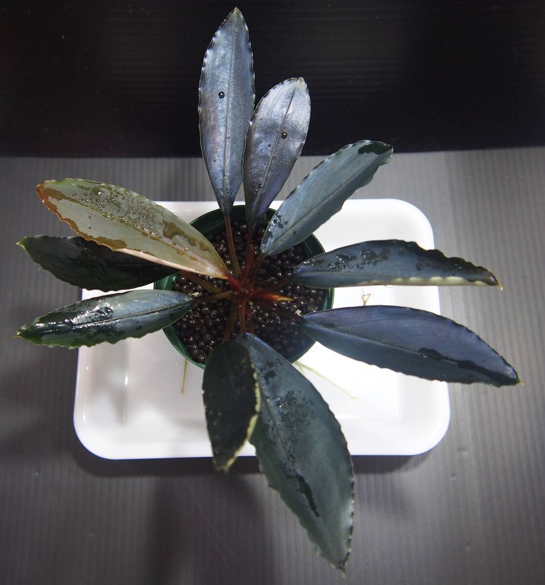 Bucephalandra sp.2020 purple[カミハタ]