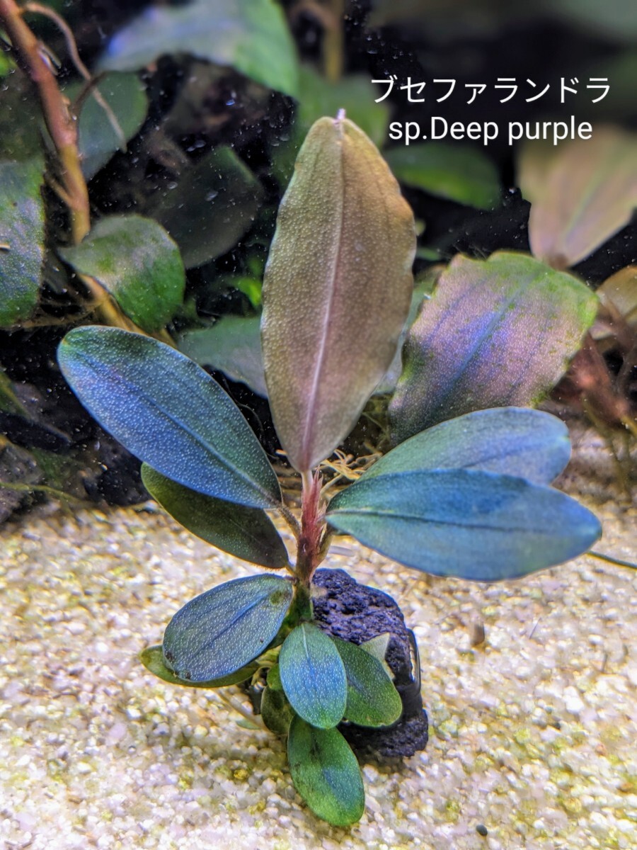 ブセファランドラ sp. ファンタスティックパープル 完全水中葉 子株