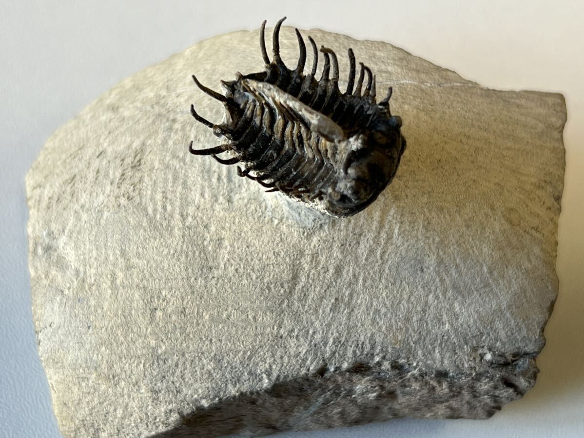 巨大オトディスサメの歯の化石 - 本物の化石（モロッコ産） 【公式通販】