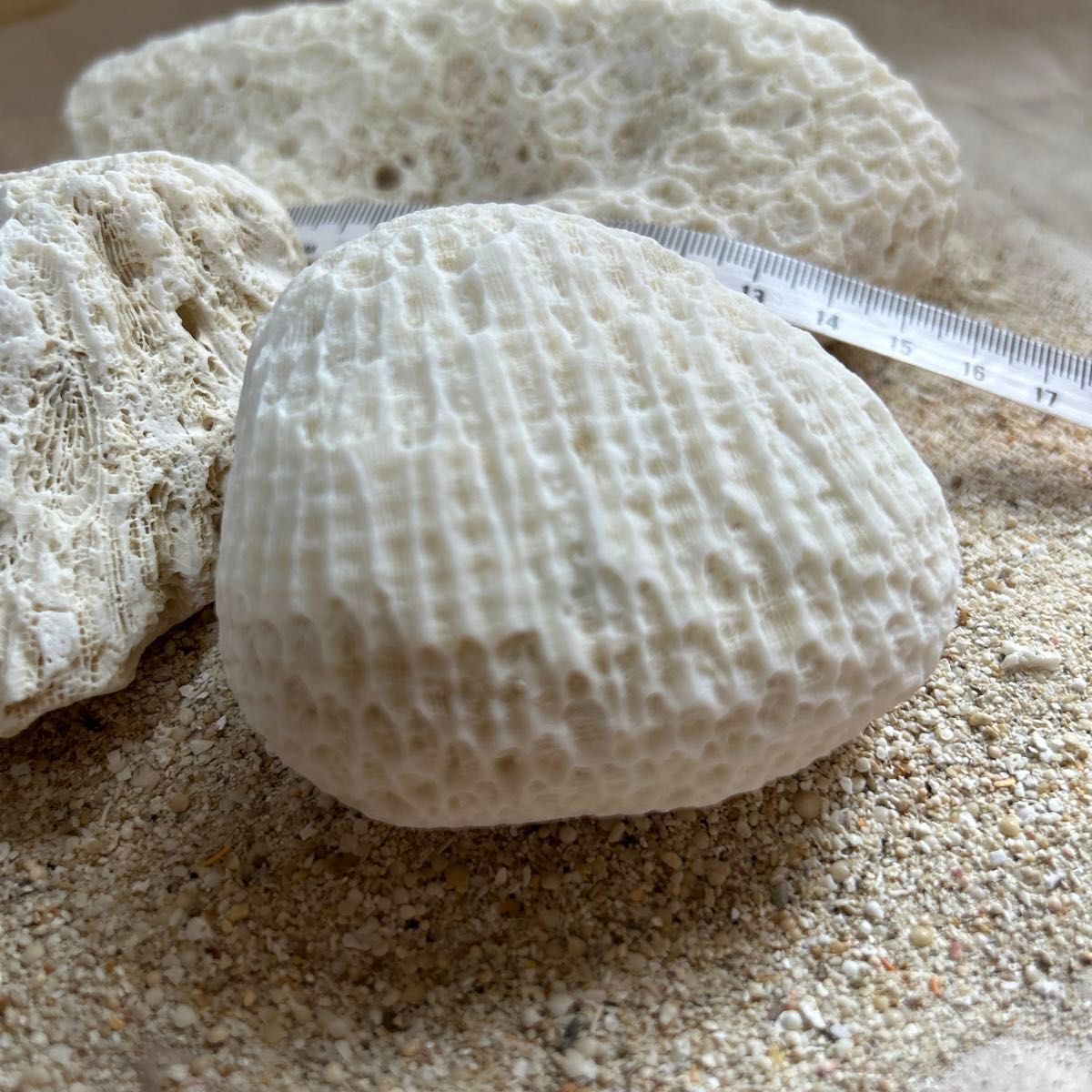 サンゴ サンゴ石 大サンゴ 珊瑚 石灰化 菊目石 沖縄 石垣島 インテリア