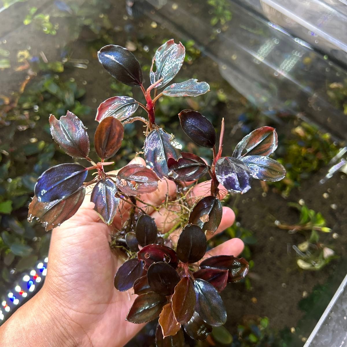 ひ*ろ様 Bucephalandra sp. Violet Bolsom 5株 ひ*ろ様 Bucephalandra