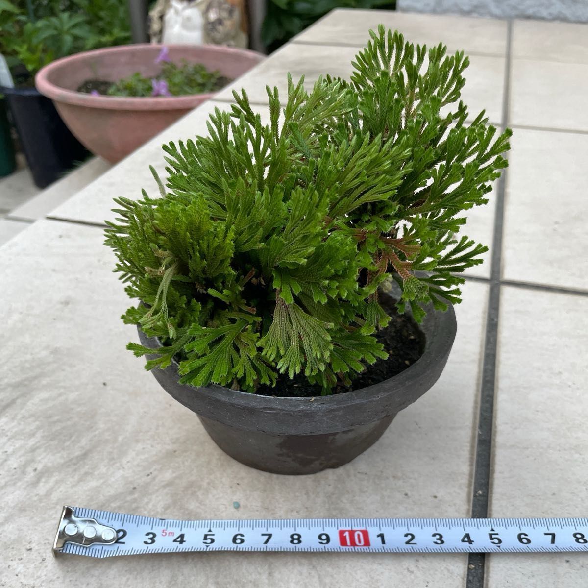 いわひば イワヒバ 岩松 鉢植え