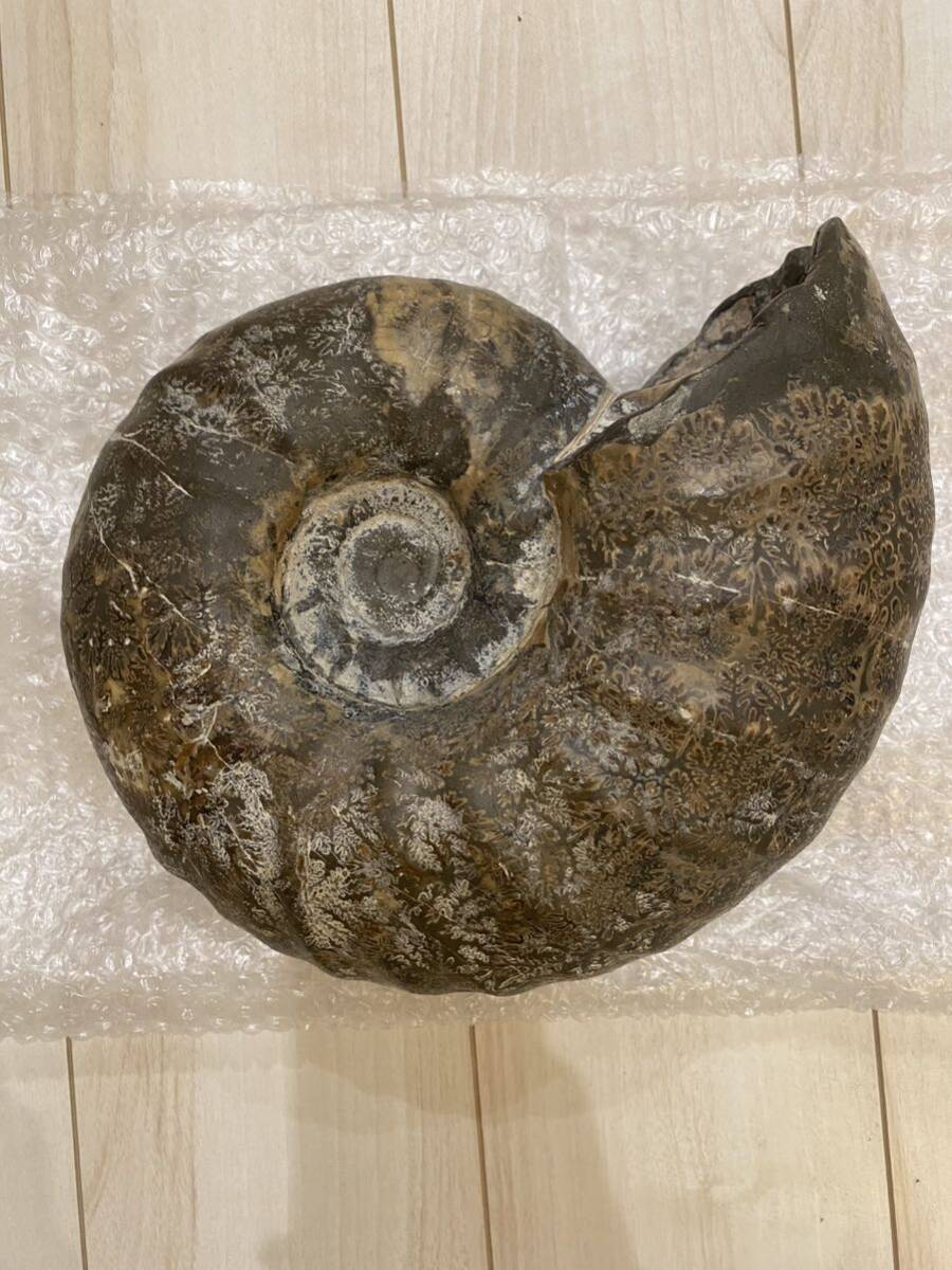 北海道三笠産 アンモナイト 28センチ ユーパキディスカス アナパキ