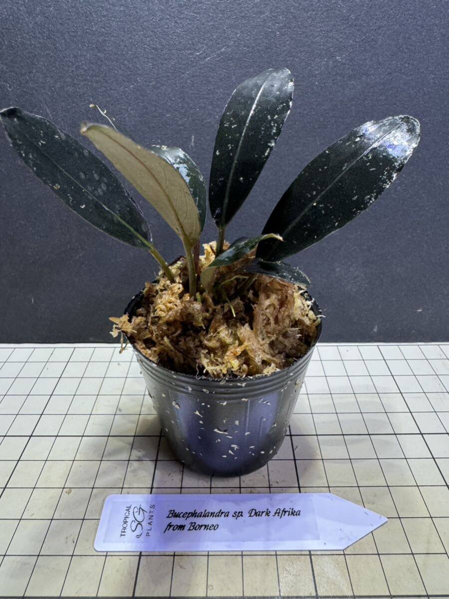 K@RさんBucephalandra sp. Dark Africa Yahoo!オークション