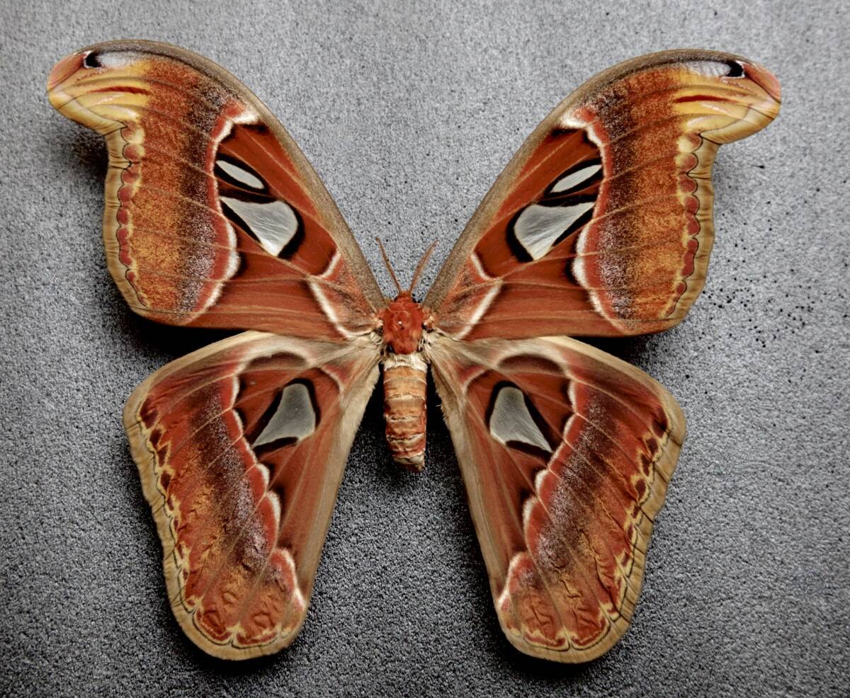 美品！ セクロピアサン メス 蛾 標本 セクロピアサン 蛾の標本 額入り