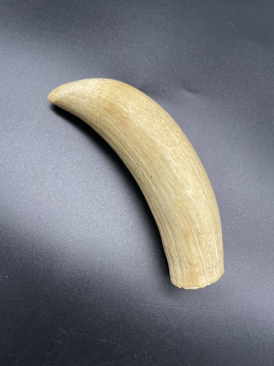 マッコウクジラの歯 根付け 印材 Yahoo!オークション - マッコウクジラ