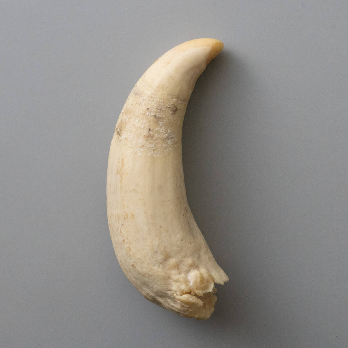 マッコウクジラ 鯨牙 鯨歯 天然素材 マッコウクジラ 歯 牙 鯨 ◇クジラ