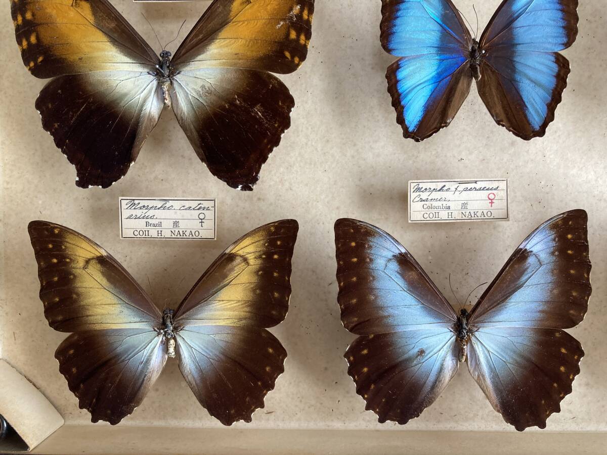 蝶の標本 デイダミアモルフォ Morpho deidamia モルフォチョウ