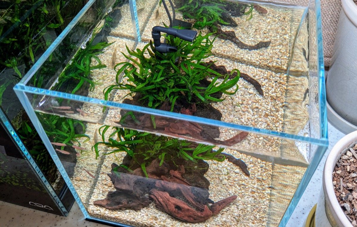 ADA 20センチキューブ レイアウト水槽セット｜Yahoo!フリマ（旧
