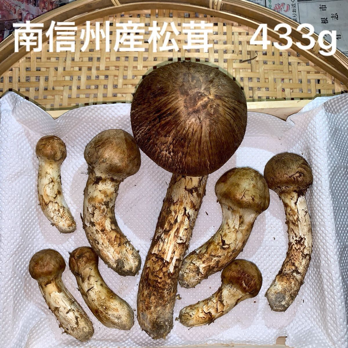 南信州産 天然松茸 185g 国産松茸 南信州産 425g 公式通販