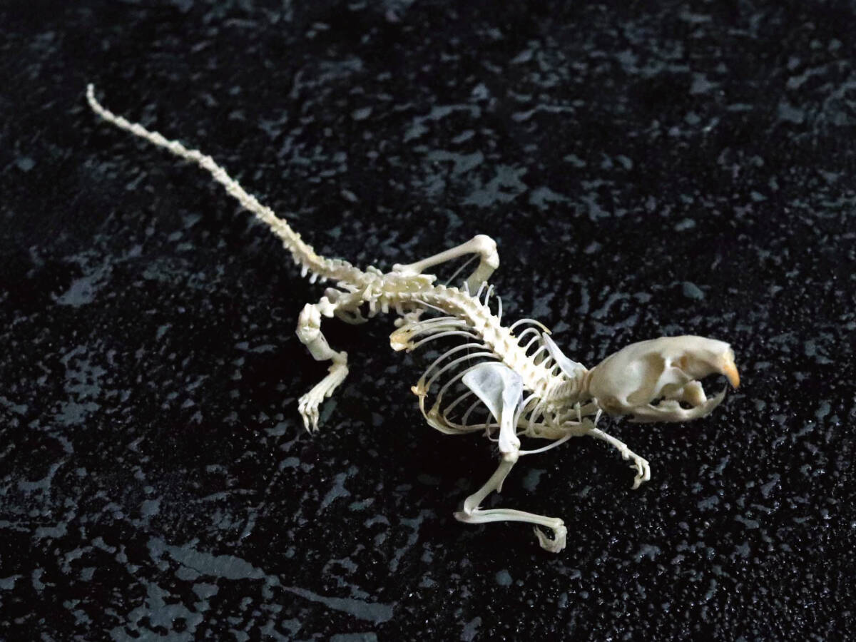 ネズミの全身骨格標本標本／頭骨／剥製｜Yahoo!フリマ（旧PayPayフリマ）
