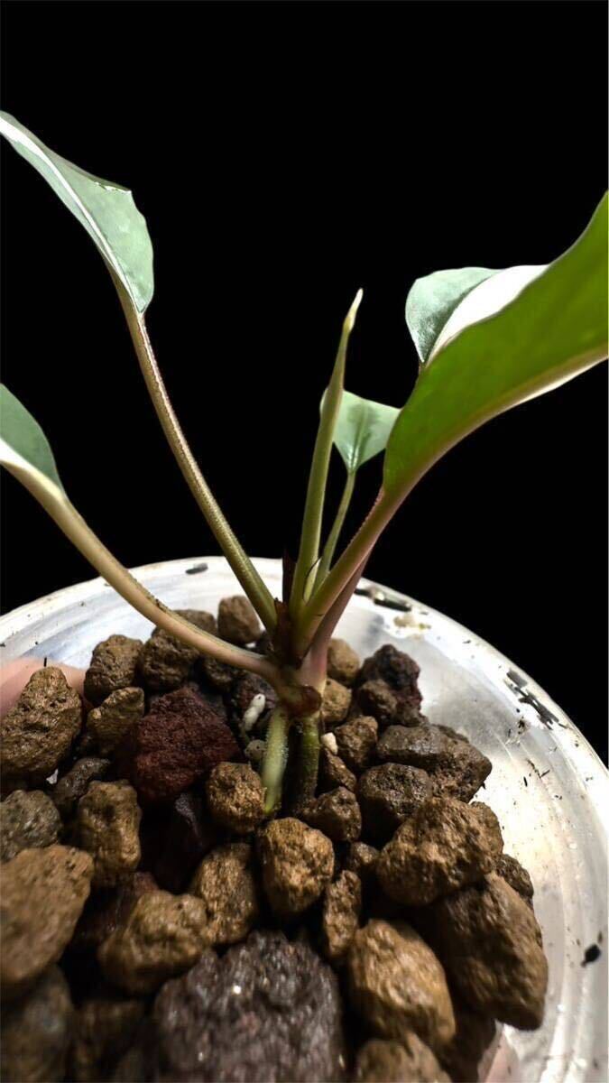 Yahoo!オークション - Bucephalandra sp. Pipto Variegata ピプト バリ