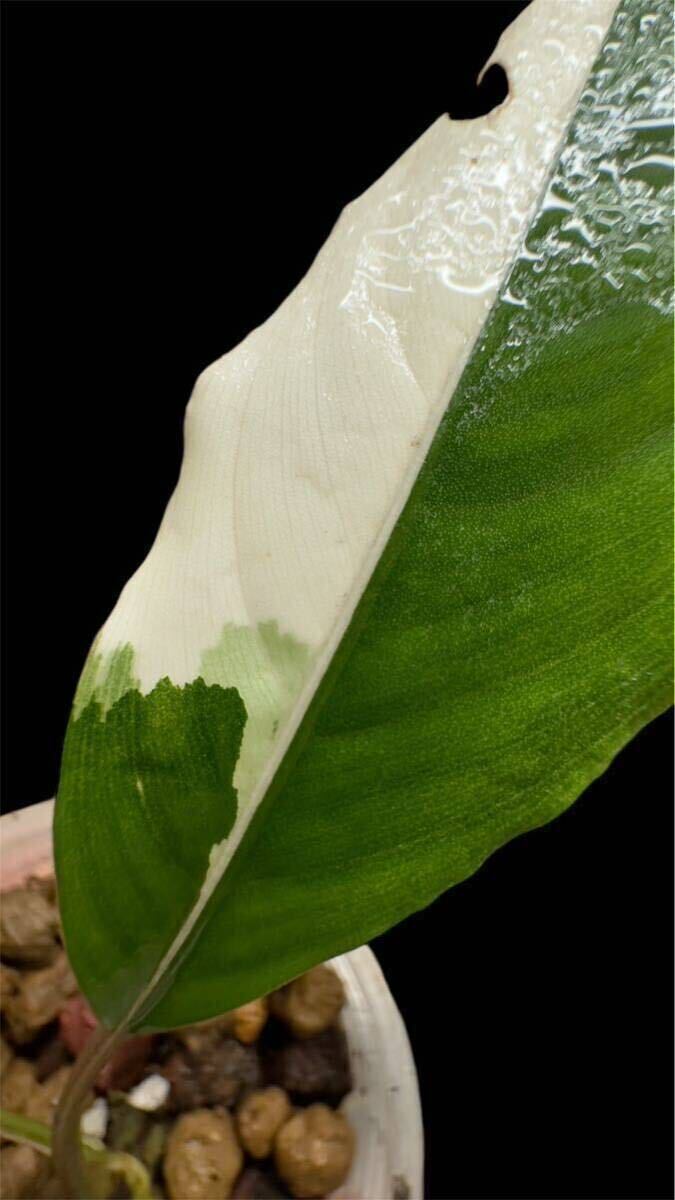 Yahoo!オークション - Bucephalandra sp. Pipto Variegata ピプト バリ