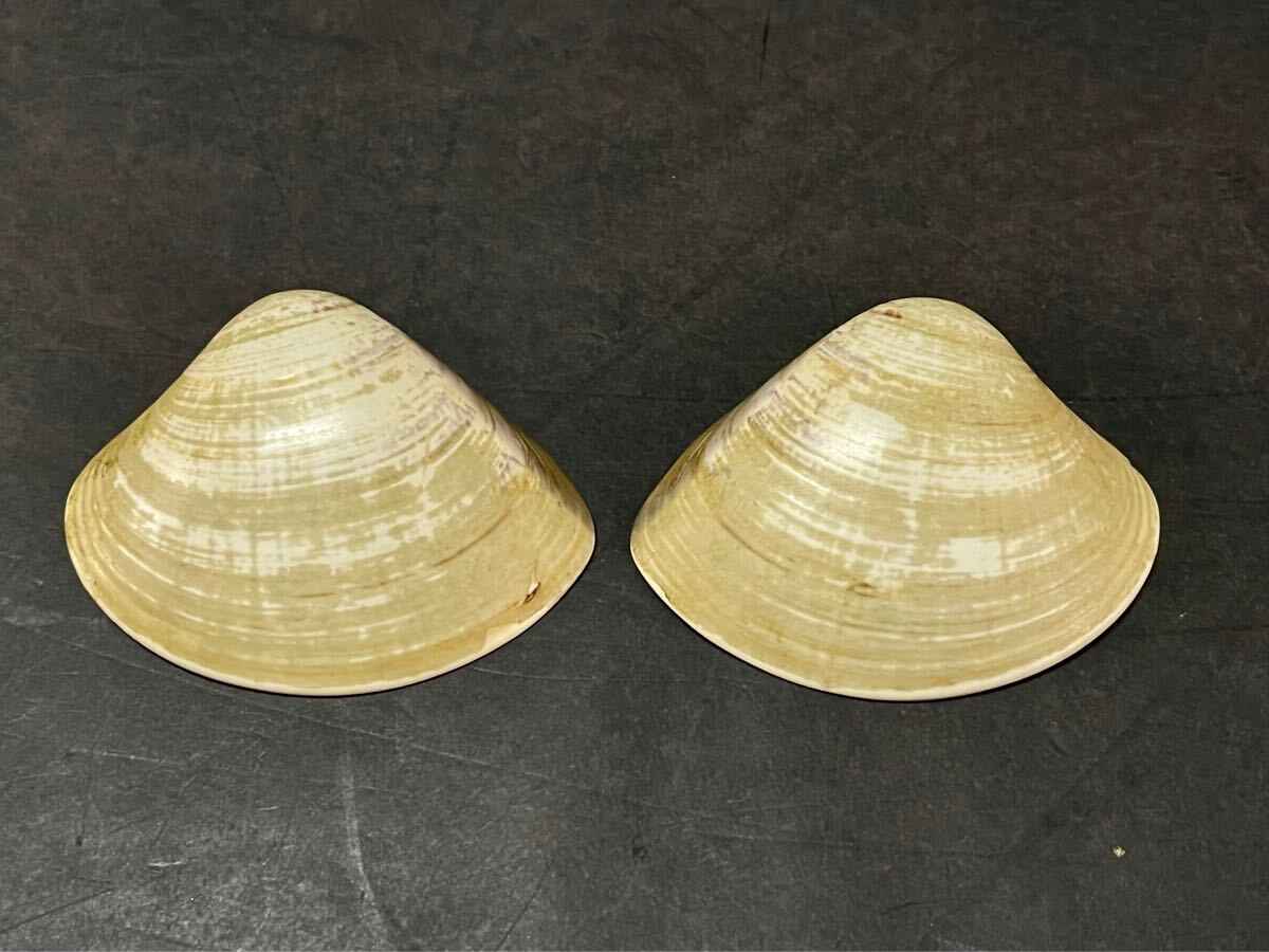 母 大和絵 貝合わせ 香合 蛤香合 金彩 細密画 2LA(香合)｜売買され