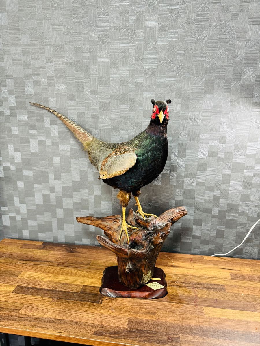 雉 キジ 剥製 置き物 飾り物 昭和レトロ 鳥 軽量 室内｜Yahoo!フリマ