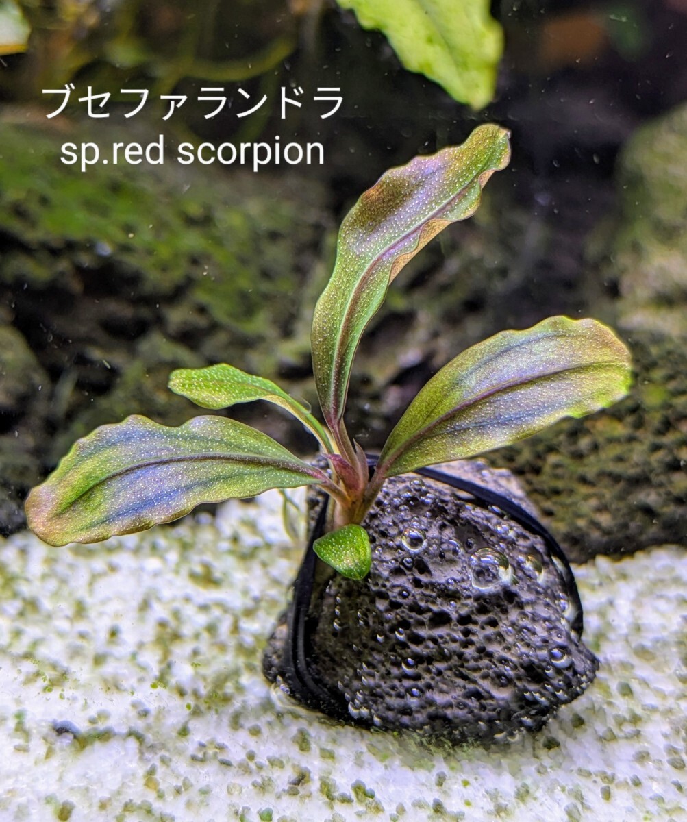 ブセファランドラsp red scorpion（レッドスコーピオン）完全水中葉 No