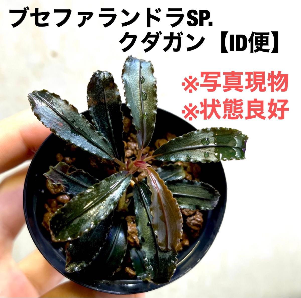 ID便】Bucephalandra sp. Kedagang 画像確認用 ブセファランドラsp