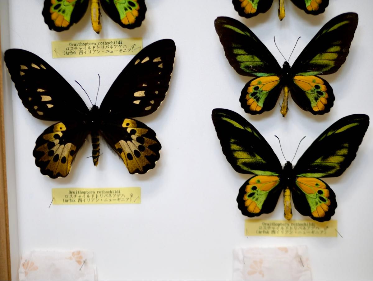 蝶標本 ロスチャイルドトリバネアゲハ 産地別コレクション 研究用 大型