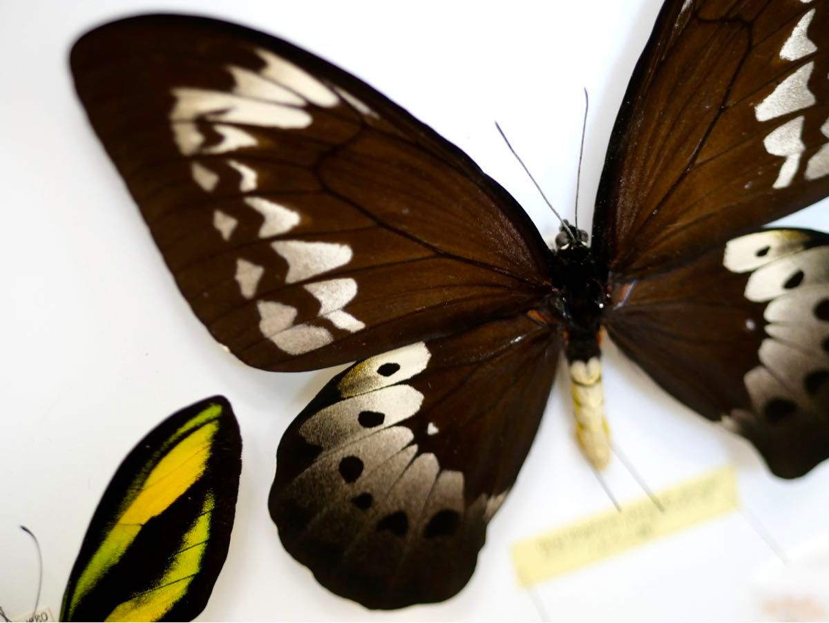 外国産蝶標本 大型ゴライアストリバネアゲハ 産地別コレクション 研究