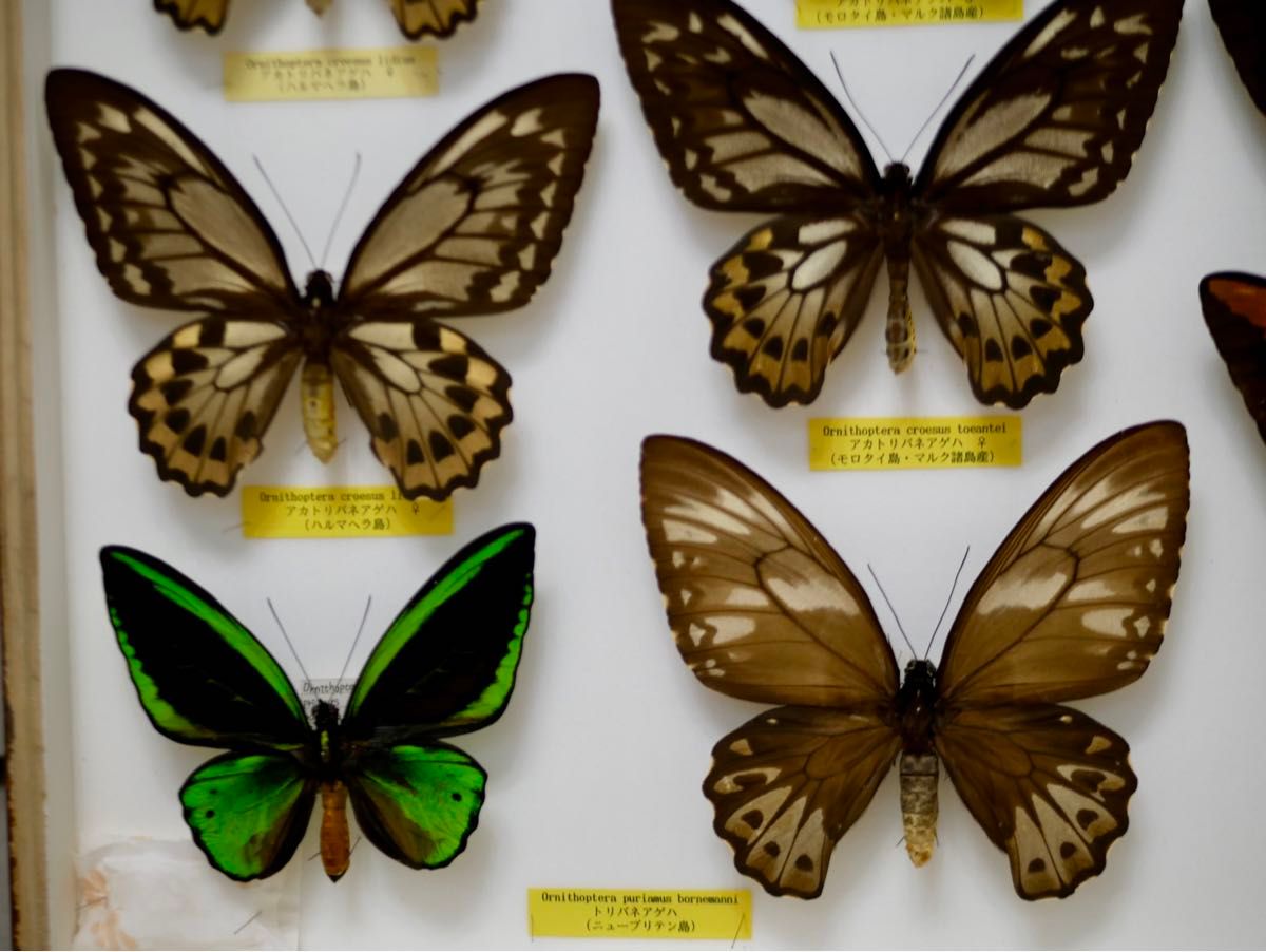 オビトリバネアゲハ♂♀標本 ♂エメラルド色強個体極美麗 オビ島産ラベル