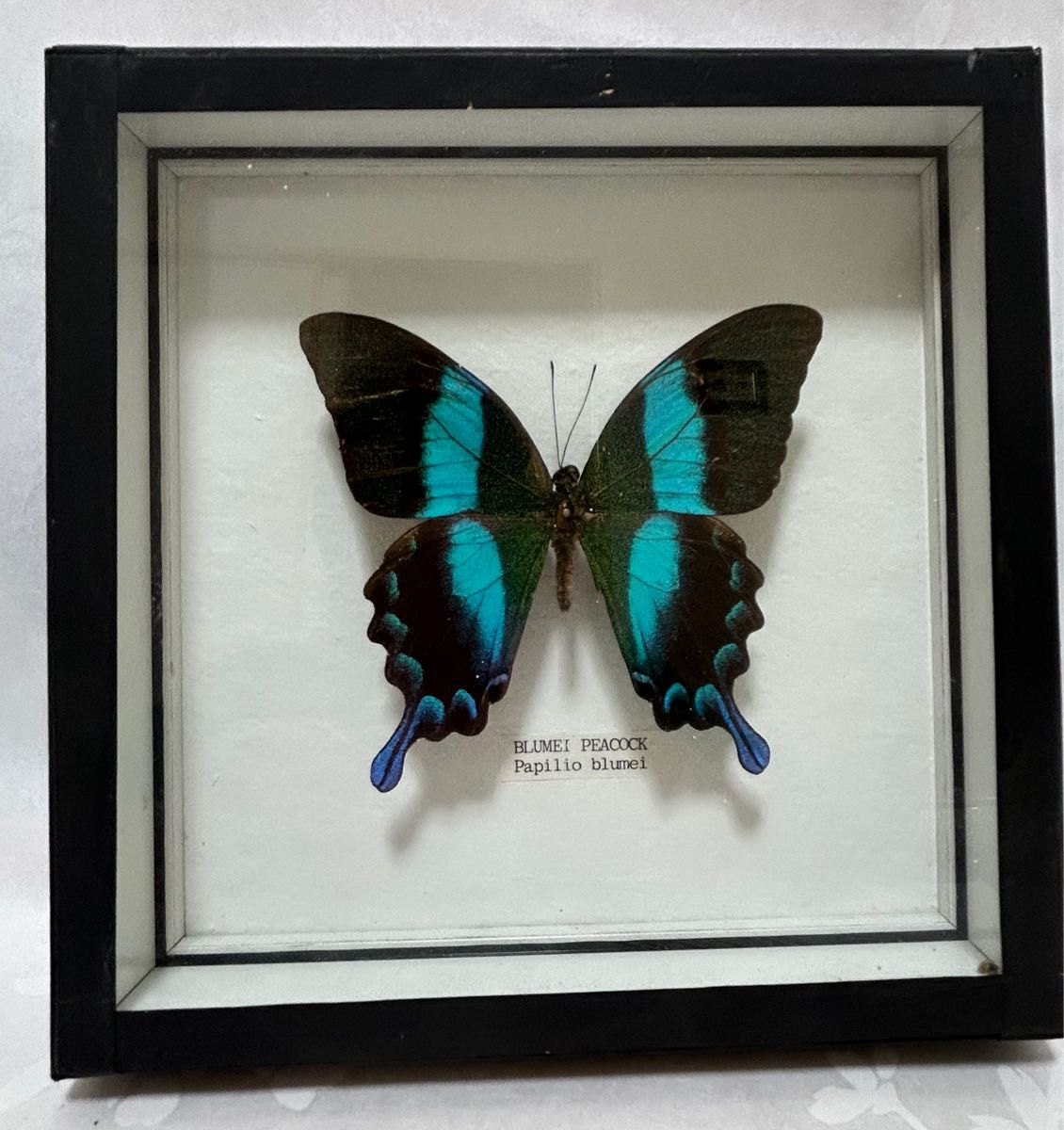 ブルメイアゲハ 標本 ガラスケース 【公式通販】