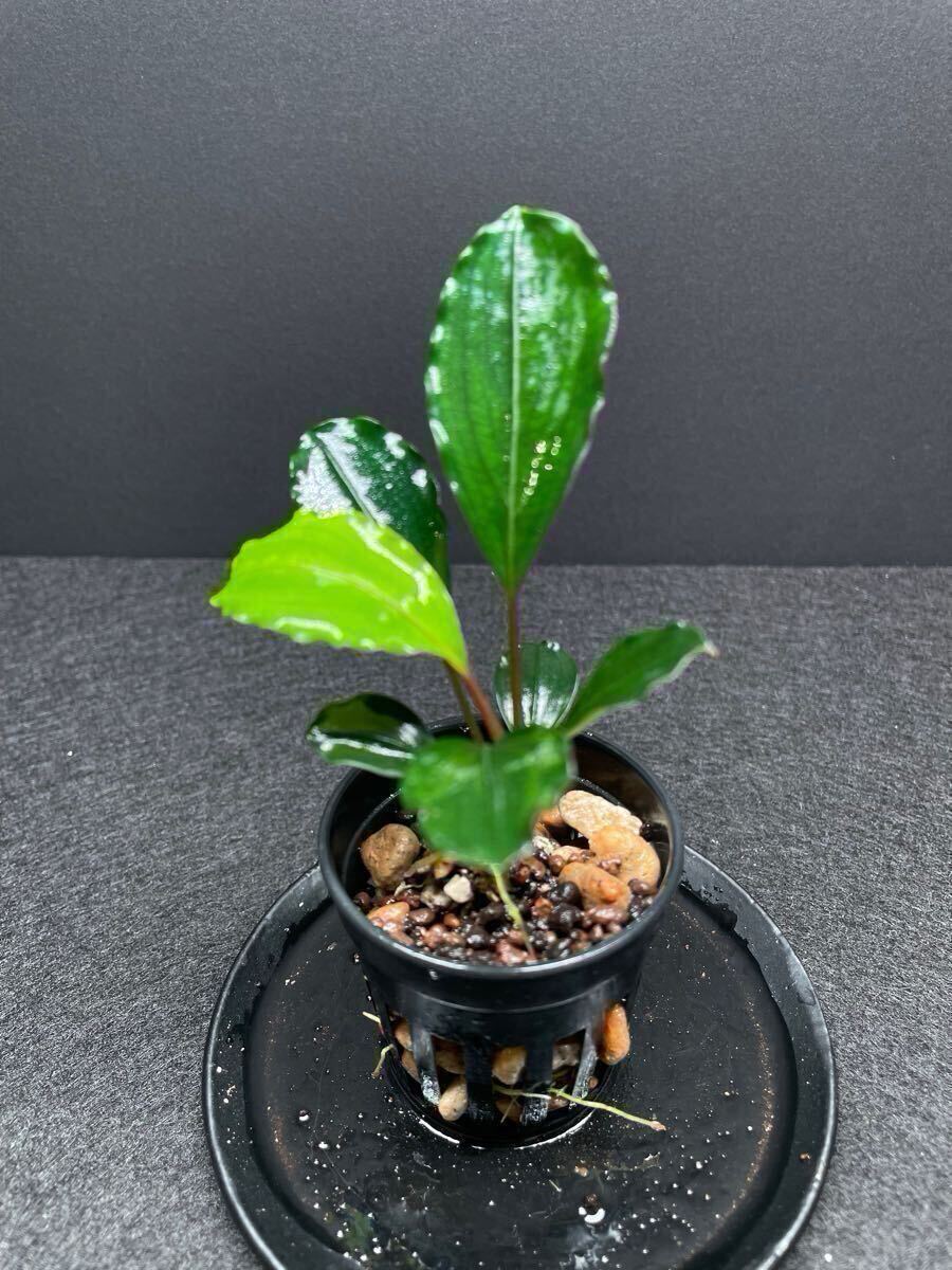 TB便 Bucephalandra motleyana Padawan ブセファランドラ