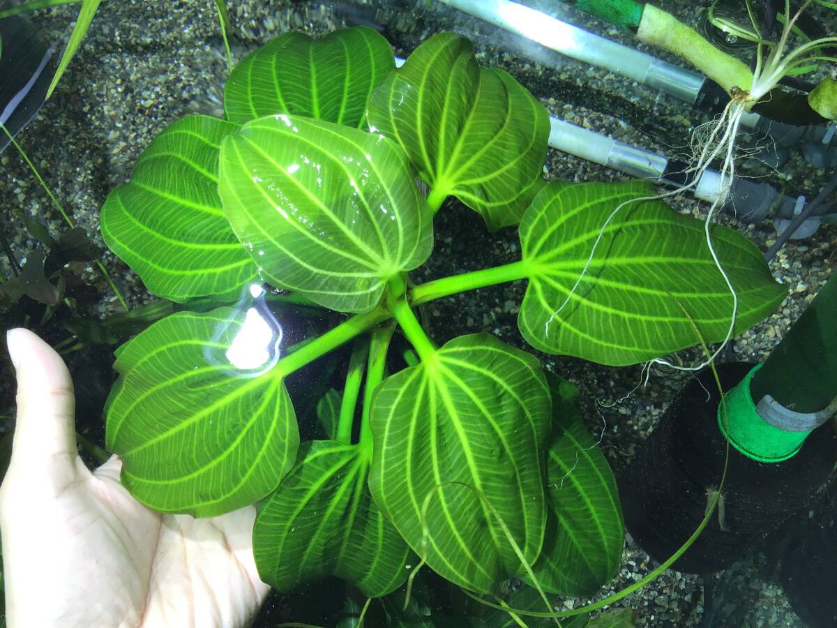 水草 エキノドルス・サターン エキノドルス エキノドルス 8種セット ①