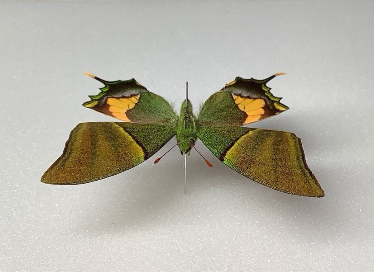 蝶標本 テングアゲハ 貴重種 (ラオス産)