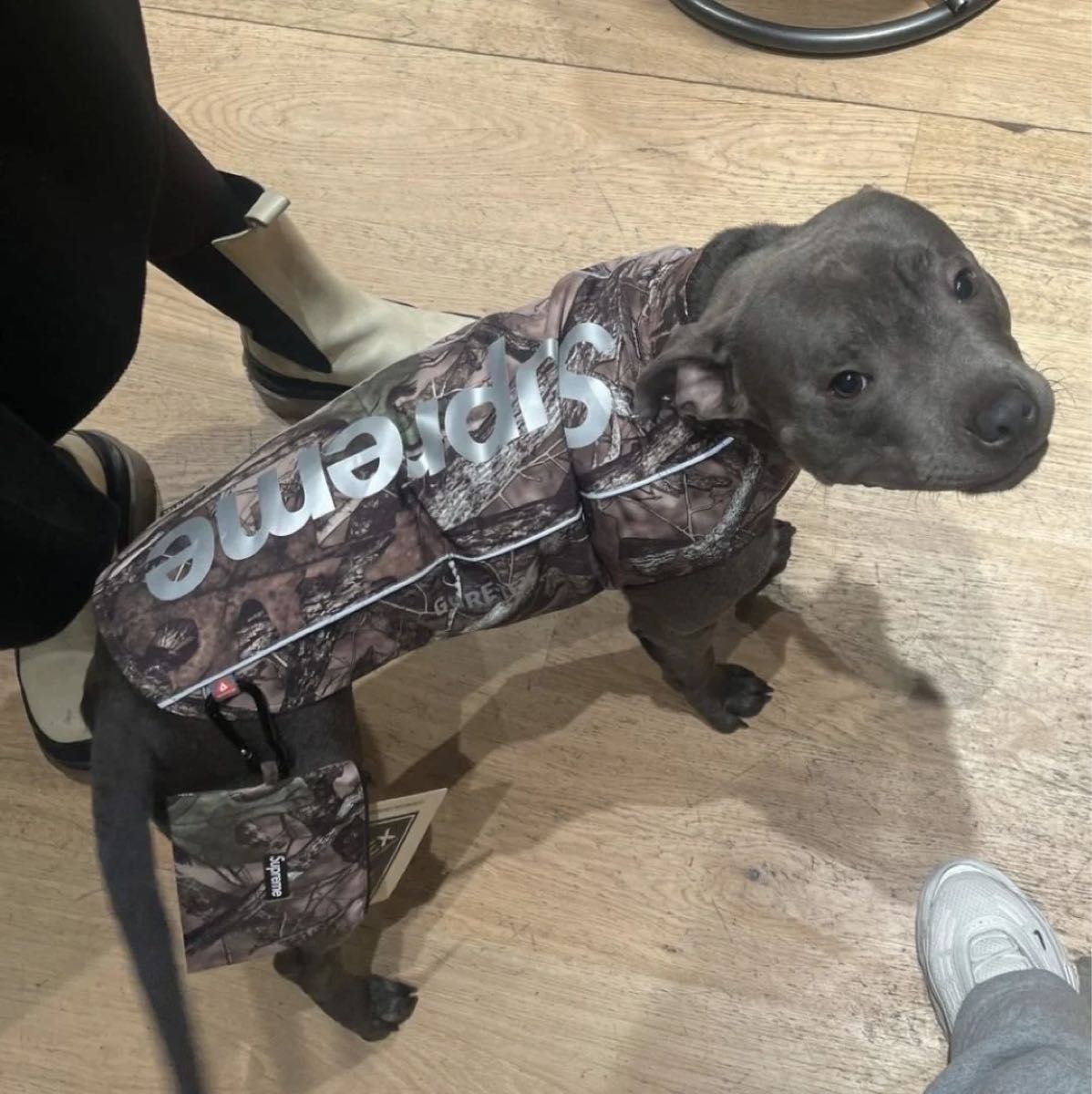 Supreme GORE-TEX Dog Jacket シュプリーム ゴアテックス ドッグ