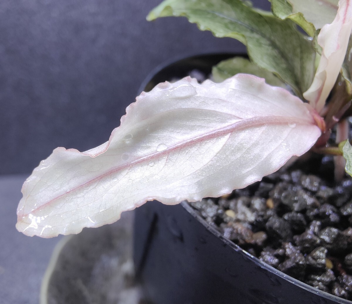陰性水草【ブセファランドラ】Pink Variegata ピンクバリエガータ